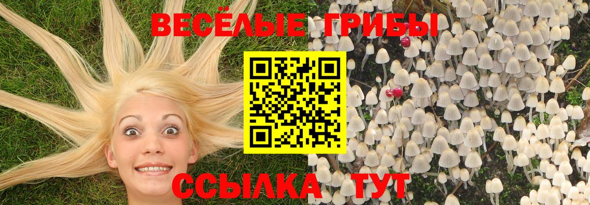 Галлюциногенные грибы Psilocybe Кольчугино