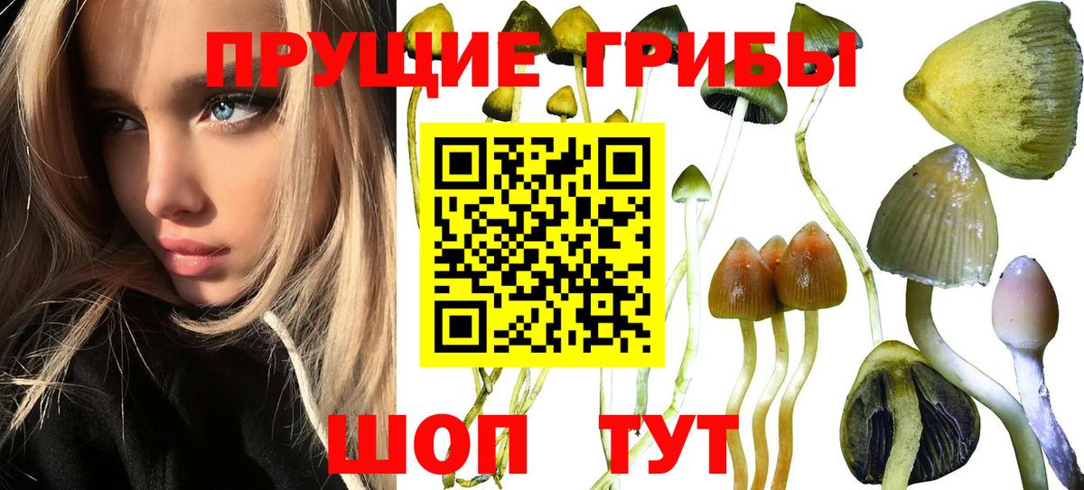 Псилоцибиновые грибы Cubensis Кольчугино